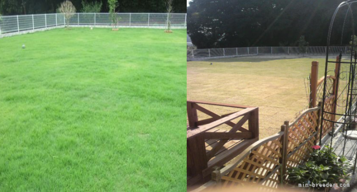 500平米オーバー全力疾走でオッかけっこが出来るドッグラン｜牟田口　まり子(むたぐち　まりこ)ブリーダー(福岡県・トイプードル・JKC登録)の紹介写真2