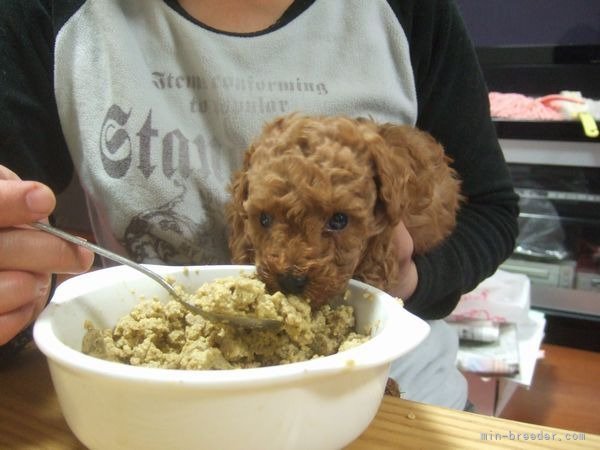 子犬達の離乳食　たくさん食べて大きくな～れ｜牟田口　まり子(むたぐち　まりこ)ブリーダー(福岡県・トイプードル・JKC登録)の紹介写真6