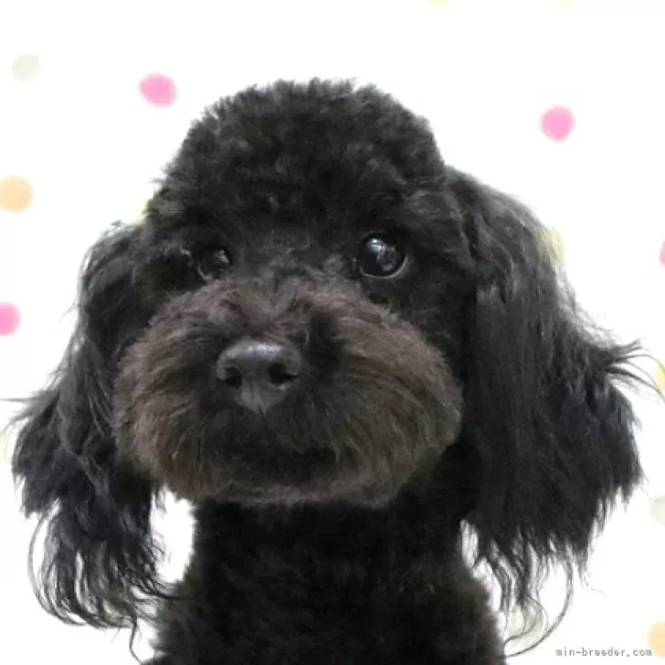 トイプードル(トイ)【福岡県・男の子・2024年11月28日・ブラック】の写真1「9月11日現在体重3.17kg」