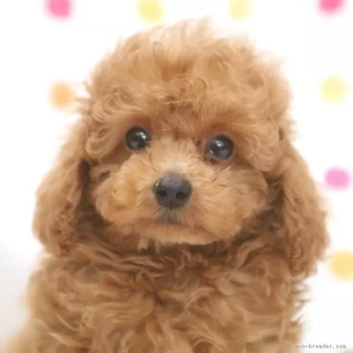 ID：2509-05330の子犬