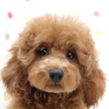 トイプードル(トイ)【福岡県・男の子・2025年1月9日・レッド】の写真「レッドのおおらかな優しい甘えん坊の男の子」