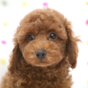 トイプードル(トイ)【福岡県・男の子・2025年7月3日・レッド】の写真「レッドのおおらかな男の子」