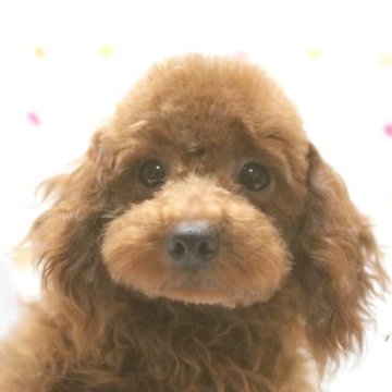 トイプードル(トイ)【福岡県・男の子・2025年3月14日・レッド】の写真「レッドのおおらかなトイサイズの男の子」