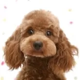 トイプードル(トイ)