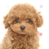 ティーカッププードル