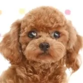 ティーカッププードル