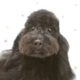 トイプードル(トイ)