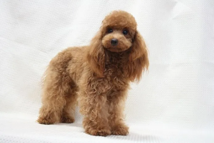 ID：1310-00277の子犬