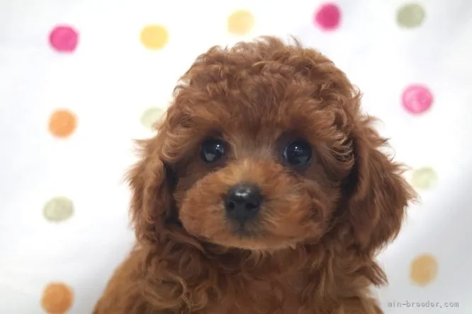 ID：2109-01909の子犬