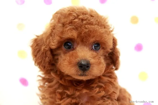 M.I 様のお迎えした子犬
