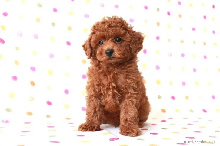 おんせん♨ 様のお迎えした子犬