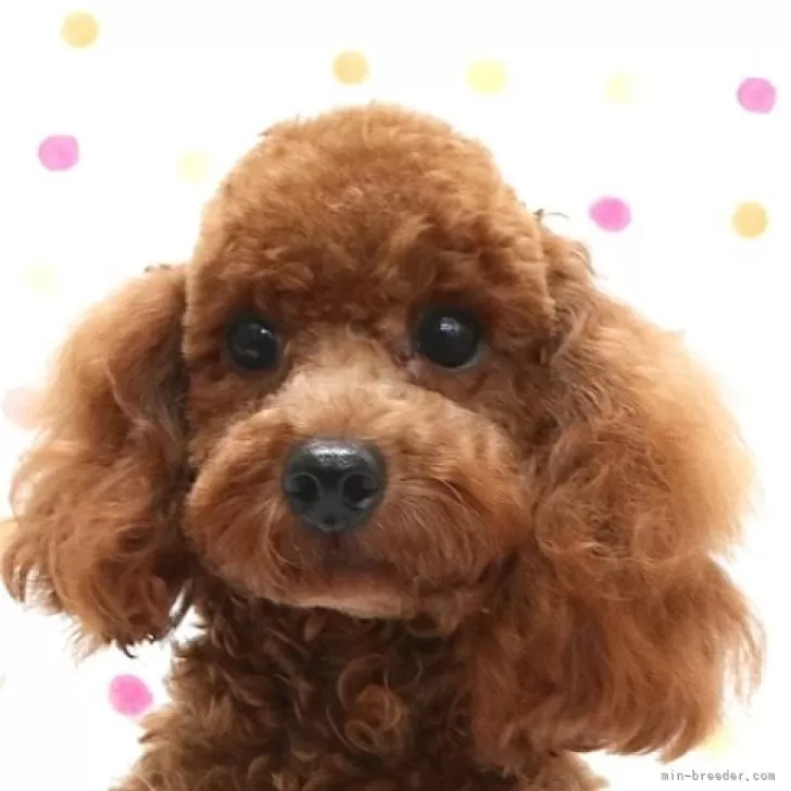 ID：2401-03765の子犬