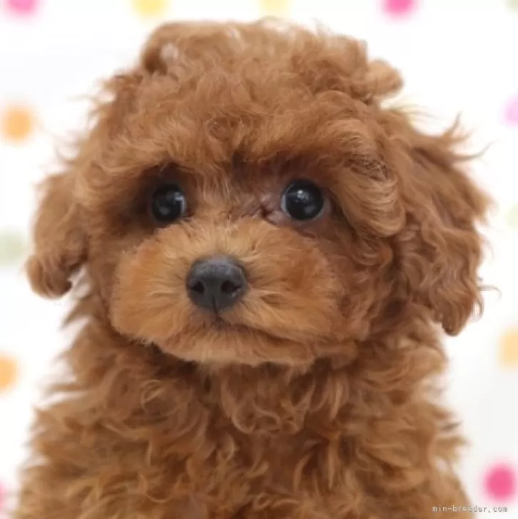 ID：2404-00783の子犬