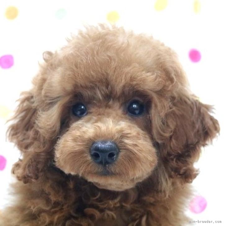 トイプードル 福岡県 男の子 22年5月25日 アプリコット トイサイズ予想のアプリコット のイケワン君 みんなのブリーダー 子犬id 28