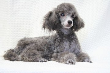 トイプードル(トイ)【福岡県・女の子・2012年10月15日・シルバー】の写真「プラチナシルバーです。」