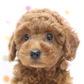 トイプードル(トイ)【福岡県・女の子・2024年3月9日・レッド】の写真「レッドのトイサイズのしっかりした可愛い女の子」