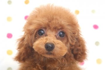 トイプードル(タイニー)【福岡県・男の子・2021年8月23日・レッド】の写真「Xmas🎄特価タイニーサイズ予想レッドのイケワン君」