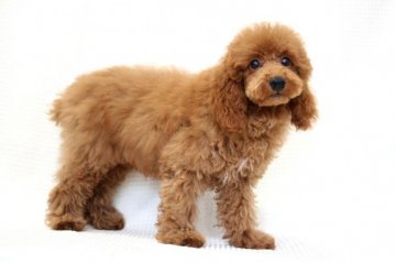 トイプードル(トイ)【福岡県・男の子・2013年6月1日・レッド】の写真「遊ぶの大好き、お友達大好きの優しい男の子です。」