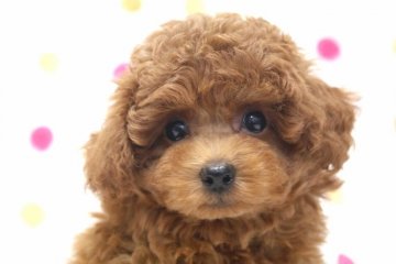 トイプードル(タイニー)【福岡県・女の子・2021年10月15日・レッド】の写真「濃いレッドタイニーサイズ予想の女の子」