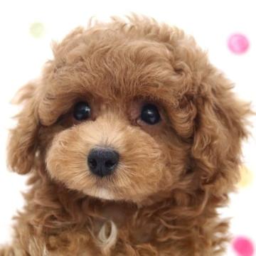 トイプードル(タイニー)【福岡県・女の子・2022年5月21日・アプリコット】の写真「靴下が可愛いアプリコットの女の子」