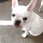 フレンチブルドッグ【兵庫県・女の子・2025年5月6日・クリーム】の写真10