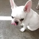 フレンチブルドッグ【兵庫県・女の子・2025年5月6日・クリーム】の写真12