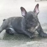フレンチブルドッグ【兵庫県・女の子・2025年5月6日・ブリンドル】の写真12