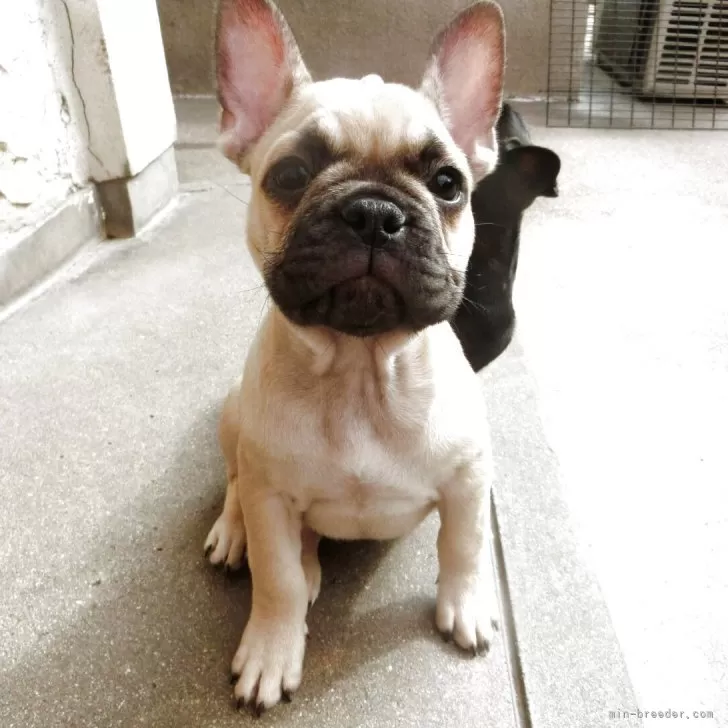 ID:2504-02349の子犬