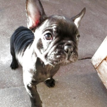 フレンチブルドッグ【兵庫県・男の子・2025年9月1日・ブリンドル】の写真「きれいな毛色と体形　」