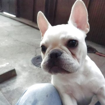 フレンチブルドッグ【兵庫県・女の子・2025年5月6日・クリーム】の写真「きれいな毛色と体形　色素の濃いクリームの子」
