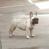 フレンチブルドッグ