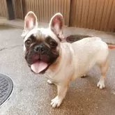 フレンチブルドッグ