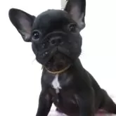 フレンチブルドッグ