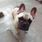 フレンチブルドッグ