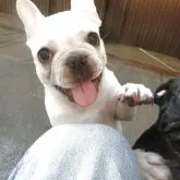 フレンチブルドッグ