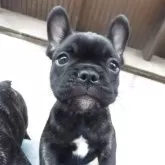フレンチブルドッグ
