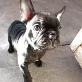 フレンチブルドッグ