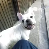 フレンチブルドッグ