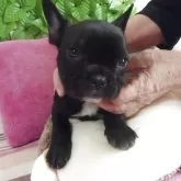 フレンチブルドッグ