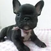 フレンチブルドッグ