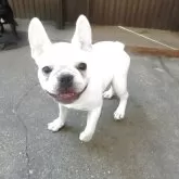 フレンチブルドッグ【兵庫県・女の子・2025年5月6日・クリーム】の写真2