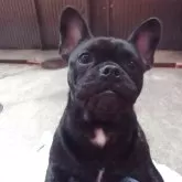 フレンチブルドッグ【兵庫県・女の子・2025年2月23日・ブリンドル】の写真3