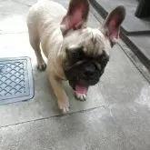 フレンチブルドッグ【兵庫県・女の子・2025年2月23日・フォーン】の写真4