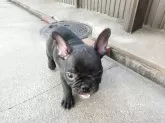 フレンチブルドッグ【兵庫県・女の子・2025年5月6日・ブリンドル】の写真7