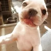 フレンチブルドッグ【兵庫県・女の子・2025年5月6日・クリーム】の写真7