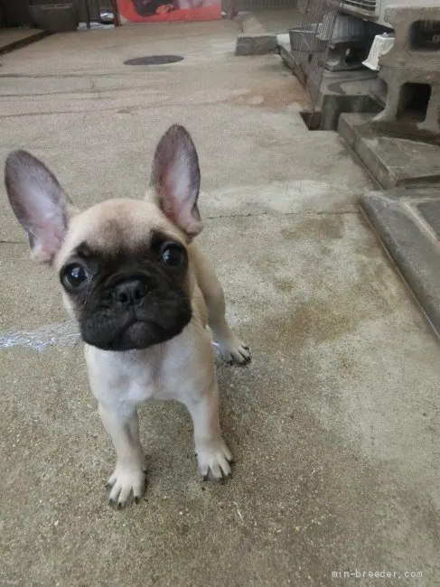 ID:2106-02410の子犬