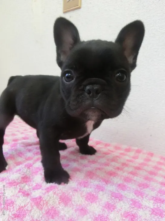 ID:2002-00291の子犬