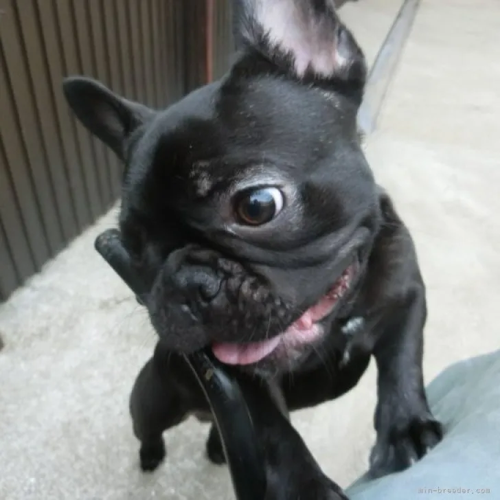 フレンチブルドッグ【兵庫県・男の子・2022年11月25日・ブリンドル】の写真1