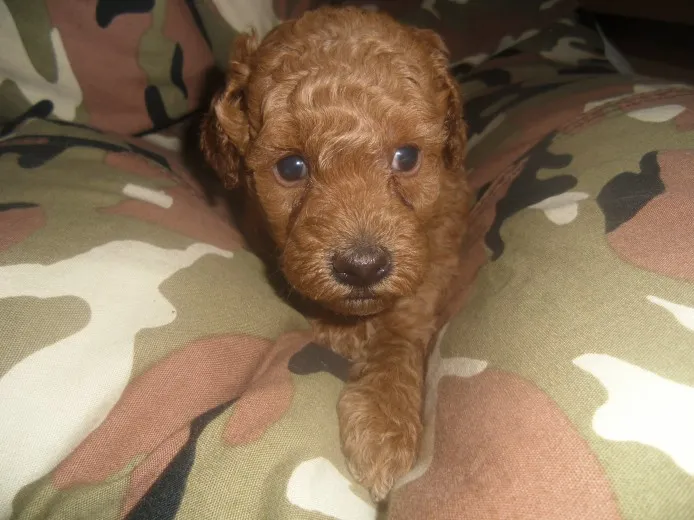 ID：1306-00466の子犬