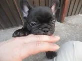 フレンチブルドッグ【兵庫県・男の子・2016年3月27日・ブリンドル】の写真1